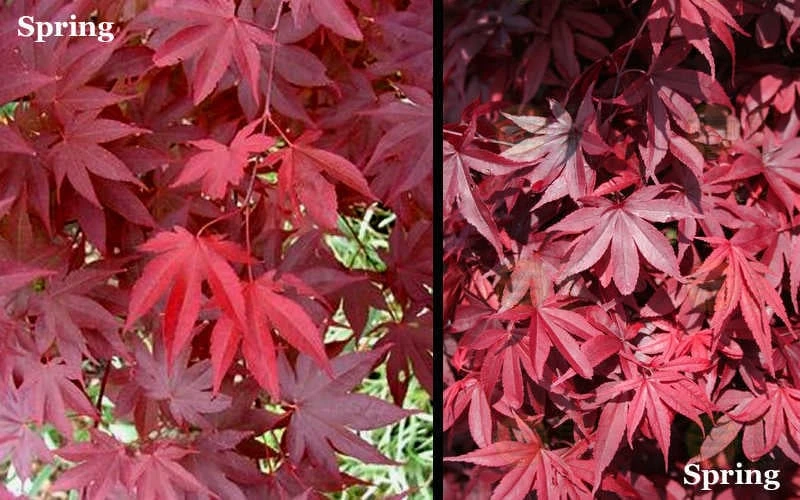 Red 'N Summer Japanese Maple - Acer palmatum 'Hefner's Red' - 1 Gallon Pot Red 'N Summer Japanese Maple - Acer Palmatum 'Hefner's Red' - 1 Gallon Pot -Garden Plants shop Picture Japanese Maple Hefners Red Spring 1