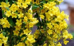 Carolina Yellow Jasmine - Jessamine (Gelsium Sempervirens) - 6 Pack Of 1 Gallon Pots -Garden Plants shop Picture Jasmine Carolina 6