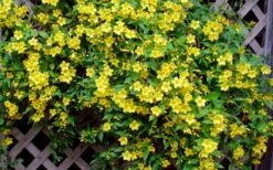 Carolina Yellow Jasmine (Jessamine) Gelsemium Sempervirens - 3 Gallon Pot -Garden Plants shop Picture Jasmine Carolina 7 1