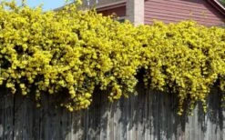 Carolina Yellow Jasmine (Jessamine) Gelsemium Sempervirens - 3 Gallon Pot -Garden Plants shop Picture Jasmine Carolina On Fence 1