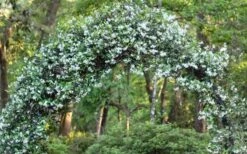 Confederate Jasmine Vine (Trachelospermum Jasminoides) - 6 Pack Of 1 Gallon Pots -Garden Plants shop Picture Jasmine Confederate On Arch