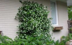 Confederate Jasmine Vine (Trachelospermum Jasminoides) - 6 Pack Of 1 Gallon Pots -Garden Plants shop Picture Jasmine Confederate On Trellis