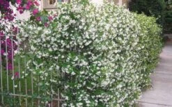 Confederate Jasmine Vine (Trachelospermum Jasminoides) - 6 Pack Of 1 Gallon Pots -Garden Plants shop Picture Jasmine Confederate Vine 1