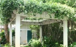 Confederate Jasmine Vine (Trachelospermum Jasminoides) - 6 Pack Of 1 Gallon Pots -Garden Plants shop Picture Jasmine Confederate Vine 2