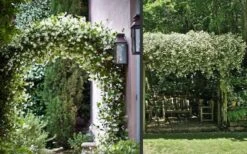 Madison Confederate Jasmine - 1 Gallon Pot 5 Madison Confederate Jasmine - 1 Gallon Pot -Garden Plants shop Picture Jasmine Madison 3