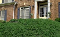 Blue Pacific Juniper - 2 Gallon Pot -Garden Plants shop Picture Juniper Blue Pacific Hill 2