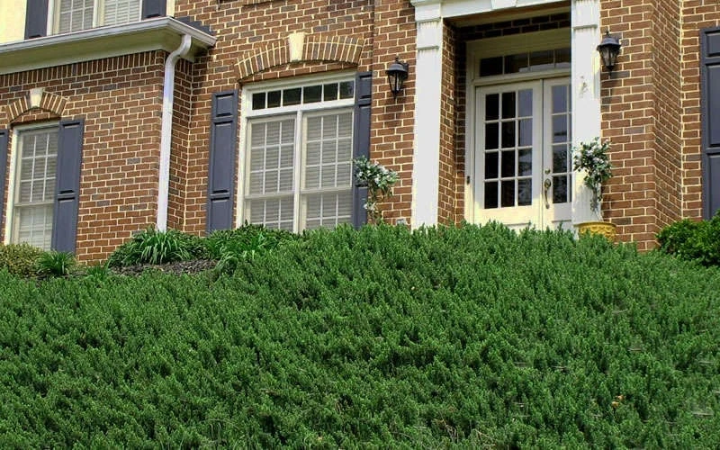 Blue Pacific Juniper - 6-Pack of 1 Gallon Pots Blue Pacific Juniper - 6-Pack Of 1 Gallon Pots -Garden Plants shop Picture Juniper Blue Pacific Hill