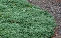 Blue Rug Juniper - 6-Pack Of 1 Gallon Pots 6 Blue Rug Juniper - 6-Pack Of 1 Gallon Pots -Garden Plants shop Picture Juniper Blue Rug 3