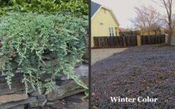 Blue Rug Juniper - 6-Pack Of 1 Gallon Pots 4 Blue Rug Juniper - 6-Pack Of 1 Gallon Pots -Garden Plants shop Picture Juniper Blue Rug Winter Color