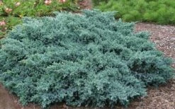 Blue Star Juniper - 6-Pack Of 1 Gallon Pots 3 Blue Star Juniper - 6-Pack Of 1 Gallon Pots -Garden Plants shop Picture Juniper Blue Star