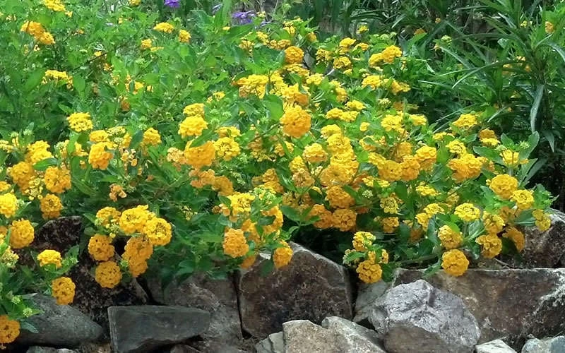 New Gold Hardy Lantana - 5 Pack of Pint Pots New Gold Hardy Lantana - 5 Pack Of Pint Pots -Garden Plants shop Picture Lantana Trailing New Gold 2