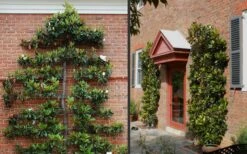 Little Gem Dwarf Southern Magnolia - 3 Gallon Pot (2.5-3.5') -Garden Plants shop Picture Magnolia Little Gem Espalier 2 1