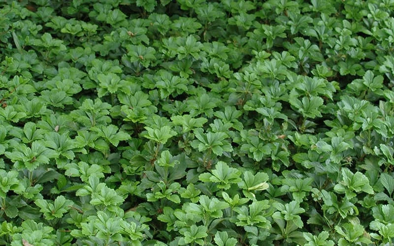 Pachysandra - Japanese Spurge - 18 Count Flat of Pint Pots Pachysandra - Japanese Spurge - 18 Count Flat Of Pint Pots -Garden Plants shop Picture Pachysandra 2
