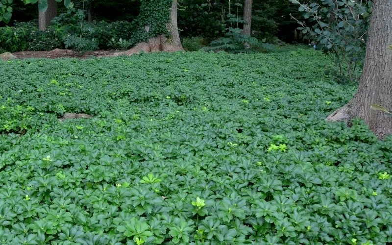 Pachysandra - Japanese Spurge - 18 Count Flat of Pint Pots Pachysandra - Japanese Spurge - 18 Count Flat Of Pint Pots -Garden Plants shop Picture Pachysandra 3