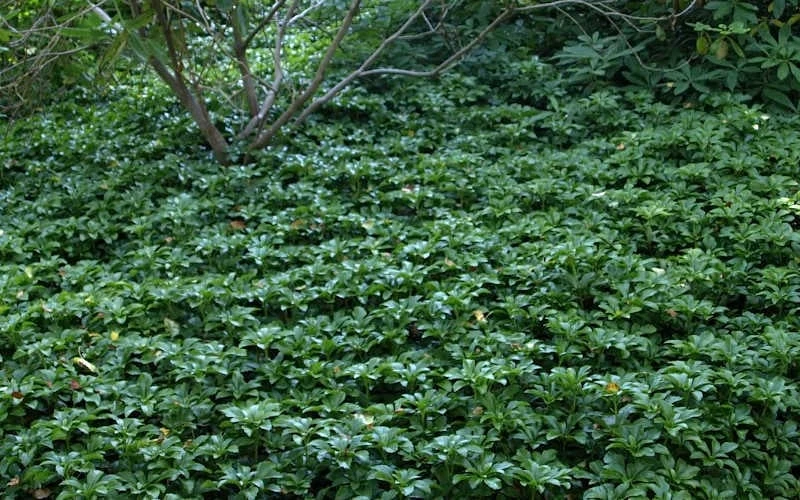 Pachysandra - Japanese Spurge - 18 Count Flat of Pint Pots Pachysandra - Japanese Spurge - 18 Count Flat Of Pint Pots -Garden Plants shop Picture Pachysandra 4