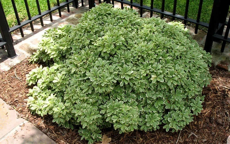 Variegated Pittosporum (Japanese Mock Orange) - 3 Gallon Pot Variegated Pittosporum (Japanese Mock Orange) - 3 Gallon Pot -Garden Plants shop Picture Pittosporum Variegated Shrub 1