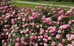 Sweet Drift Groundcover Rose - 3 Gallon Pot -Garden Plants shop Picture Rose Drift Sweet 1