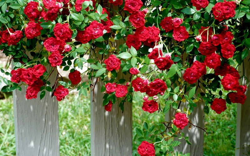 Red Cascade Miniature Climbing Rose - 1 Gallon Pot Red Cascade Miniature Climbing Rose - 1 Gallon Pot -Garden Plants shop Picture Rose Red Cascade 11