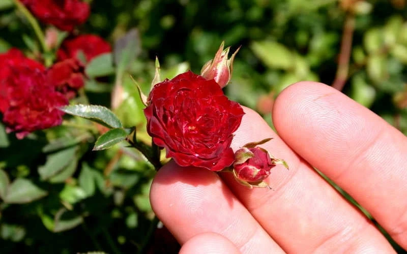 Red Cascade Miniature Climbing Rose - 1 Gallon Pot Red Cascade Miniature Climbing Rose - 1 Gallon Pot -Garden Plants shop Picture Rose Red Cascade 5