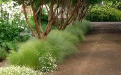 Pony Tails Mexican Feather Grass - Stipa Tennuissima - 1 Gallon Pot -Garden Plants shop Picture Stipa Tenuissima 10