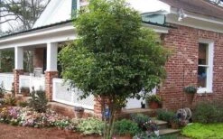 Fragrant White Tea Olive - 6 Pack Of 1 Gallon Pots 5 Fragrant White Tea Olive - 6 Pack Of 1 Gallon Pots -Garden Plants shop Picture Tea Olive Tree