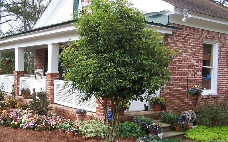 Fragrant White Tea Olive - 6 Pack of 1 Gallon Pots Fragrant White Tea Olive - 6 Pack Of 1 Gallon Pots -Garden Plants shop Picture Tea Olive Tree