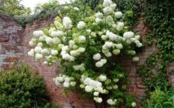 Chinese Snowball Viburnum Bush - 6 Pack Of 1 Gallon Pots -Garden Plants shop Picture Viburnum Chinese Snowball Espalier 2
