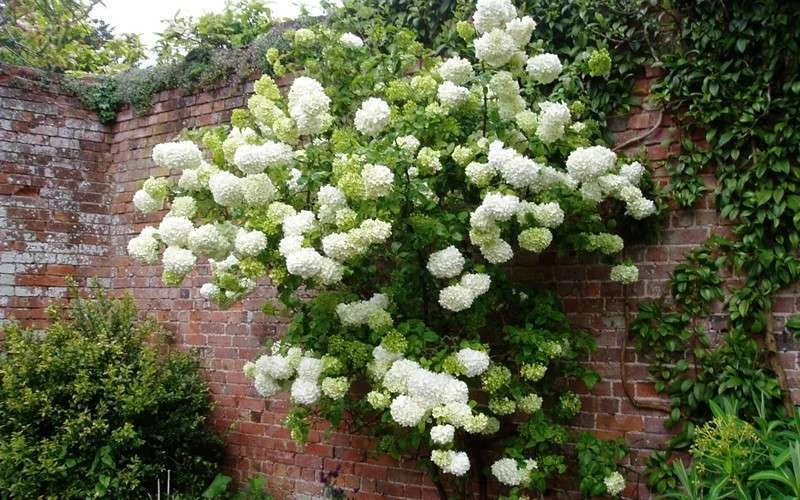 Chinese Snowball Viburnum Bush - 7 Gallon Pot (2-3') Chinese Snowball Viburnum Bush - 7 Gallon Pot (2-3') -Garden Plants shop Picture Viburnum Chinese Snowball Espalier