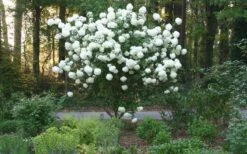Chinese Snowball Viburnum Bush - 7 Gallon Pot (3-4') -Garden Plants shop Picture Viburnum Chinese Snowball Tree 1 1