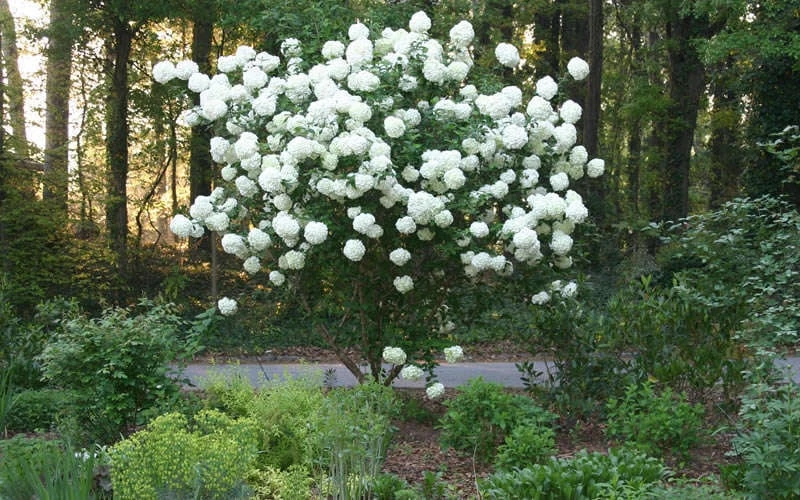 Chinese Snowball Viburnum Bush - 7 Gallon Pot (2-3') Chinese Snowball Viburnum Bush - 7 Gallon Pot (2-3') -Garden Plants shop Picture Viburnum Chinese Snowball Tree 1
