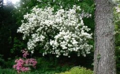 Chinese Snowball Viburnum Bush - 7 Gallon Pot (2-3') 7 Chinese Snowball Viburnum Bush - 7 Gallon Pot (2-3') -Garden Plants shop Picture Viburnum Chinese Snowball Tree 2