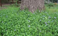 Evergreen Periwinkle - Vinca Minor - 6 Pack Of Pint Pots -Garden Plants shop Picture Vinca Minor Around tree