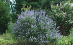 Blue Chaste Tree - Vitex Agnus-castus - 1 Gallon Pot 6 Blue Chaste Tree - Vitex Agnus-castus - 1 Gallon Pot -Garden Plants shop Picture Vitex Chaste Tree 4