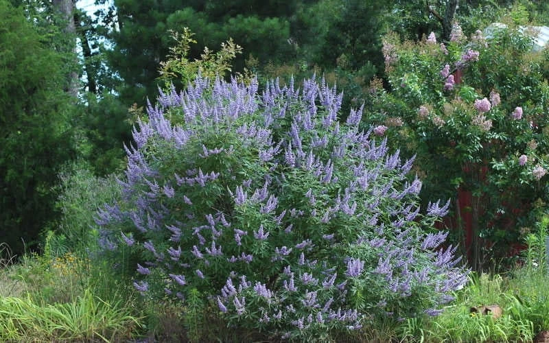 Blue Chaste Tree - Vitex agnus-castus - 1 Gallon Pot Blue Chaste Tree - Vitex Agnus-castus - 1 Gallon Pot -Garden Plants shop Picture Vitex Chaste Tree 4