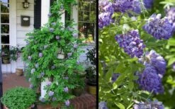 Amethyst Falls Wisteria Vine - 5 Gallon Pot -Garden Plants shop Picture Wisteria Amethyst Falls 2 1