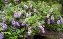 Amethyst Falls Wisteria Vine - 5 Gallon Pot -Garden Plants shop Picture Wisteria Amethyst Falls 5 1
