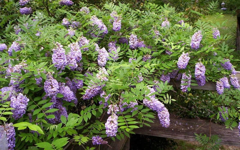 Amethyst Falls Wisteria Vine - 1 Gallon Pot Amethyst Falls Wisteria Vine - 1 Gallon Pot -Garden Plants shop Picture Wisteria Amethyst Falls 5