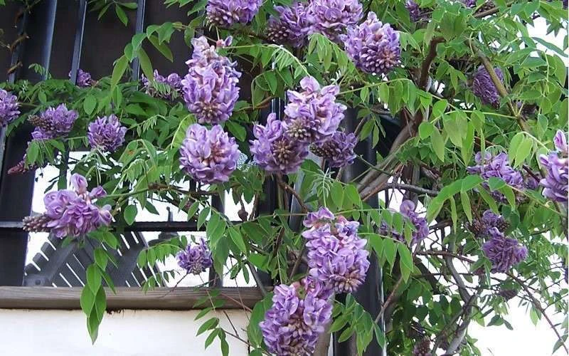 Amethyst Falls Wisteria Vine - 1 Gallon Pot Amethyst Falls Wisteria Vine - 1 Gallon Pot -Garden Plants shop Picture Wisteria Amethyst Falls Vine 1