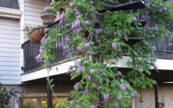 Amethyst Falls Wisteria Vine - 1 Gallon Pot 7 Amethyst Falls Wisteria Vine - 1 Gallon Pot -Garden Plants shop Picture Wisteria Amethyst Falls Vine