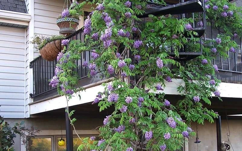Amethyst Falls Wisteria Vine - 1 Gallon Pot Amethyst Falls Wisteria Vine - 1 Gallon Pot -Garden Plants shop Picture Wisteria Amethyst Falls Vine