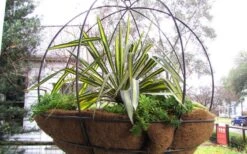 Color Guard Yucca - 1 Gallon Pot -Garden Plants shop Picture Yucca Color Guard Basket 1 2