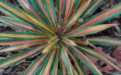 Color Guard Yucca - 3 Gallon Pot -Garden Plants shop Picture Yucca Color Guard Fall Color 1