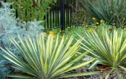 Color Guard Yucca - 6 Pack Of 1 Gallon Pots -Garden Plants shop Picture Yucca Color Guard Landscape