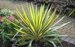 Color Guard Yucca - 6 Pack Of 1 Gallon Pots -Garden Plants shop Picture Yucca Color Guard Plant