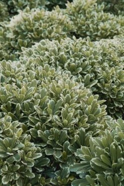 Mojo Dwarf Variegated Pittosporum - 2 Gallon Pot -Garden Plants shop Pittosporum Mojo 11 1