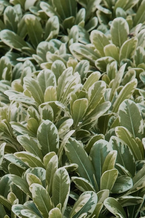 Mojo Dwarf Variegated Pittosporum - 1 Gallon Pot Mojo Dwarf Variegated Pittosporum - 1 Gallon Pot -Garden Plants shop Pittosporum Mojo 13