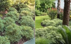 Mojo Dwarf Variegated Pittosporum - 2 Gallon Pot -Garden Plants shop Pittosporum Mojo 6 1