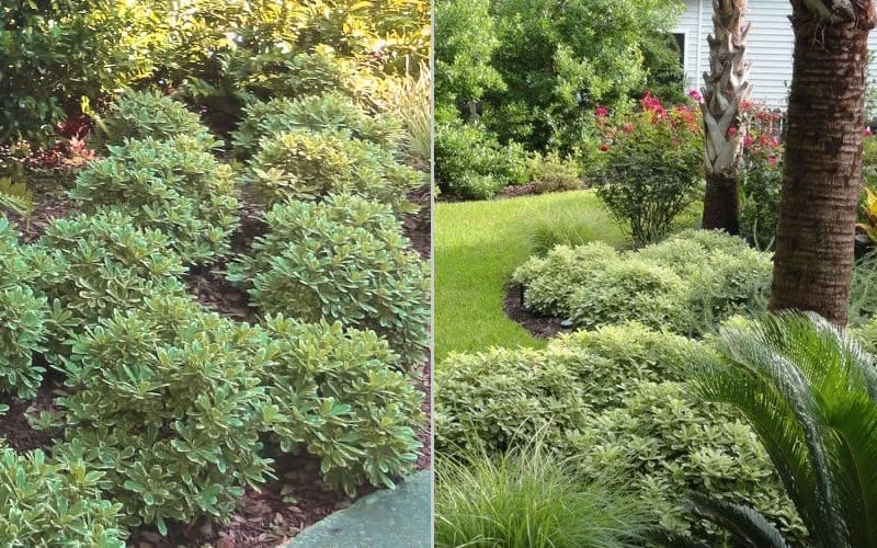 Mojo Dwarf Variegated Pittosporum - 1 Gallon Pot Mojo Dwarf Variegated Pittosporum - 1 Gallon Pot -Garden Plants shop Pittosporum Mojo 6