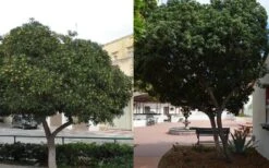 Green Pittosporum (Japanese Mock Orange) - 3 Gallon Pot -Garden Plants shop Pittosporum Tree Form