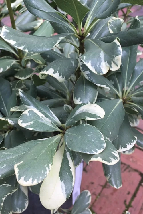 Variegated Pittosporum (Japanese Mock Orange) - 3 Gallon Pot Variegated Pittosporum (Japanese Mock Orange) - 3 Gallon Pot -Garden Plants shop Pittosporum Variegated 10